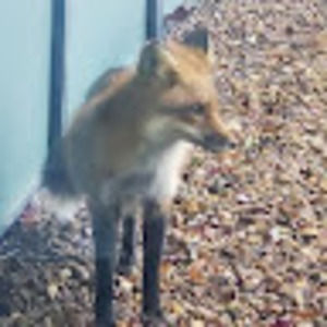 Meet your Posher, Starbuck